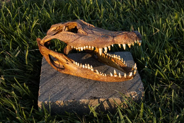 Alligator skull with a warm brown finish and open jaw, photographed outside in evening light