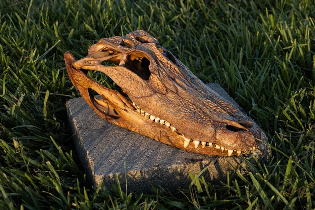Angled close view of a brown-finished alligator skull with its jaw closed