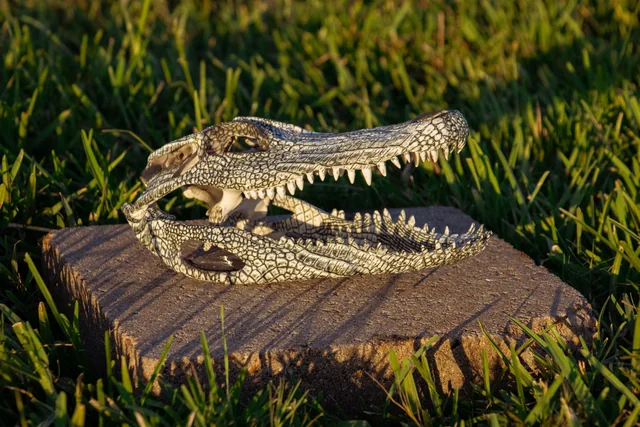 Black-and-white scale-pattern hydro-dipped alligator skull on a brick in grass