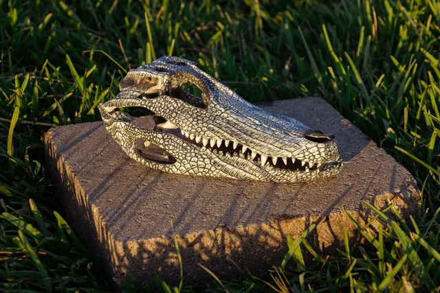 Angled view of the scale-pattern hydro-dipped alligator skull with its jaw closed