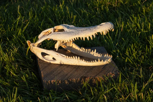 Plain light-colored alligator skull on a brick in grass