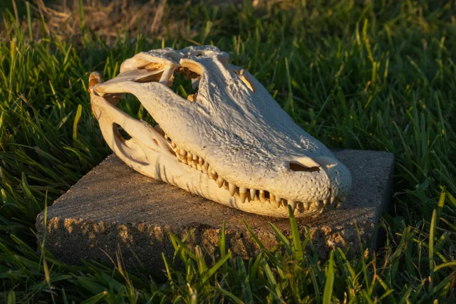 Angled detail of a light-colored alligator skull mount with its jaw closed