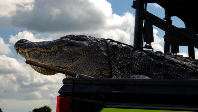 Close-up of an alligator resting on the back of a utility vehicle