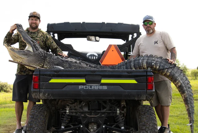 Two customers standing beside a large alligator across a utility vehicle