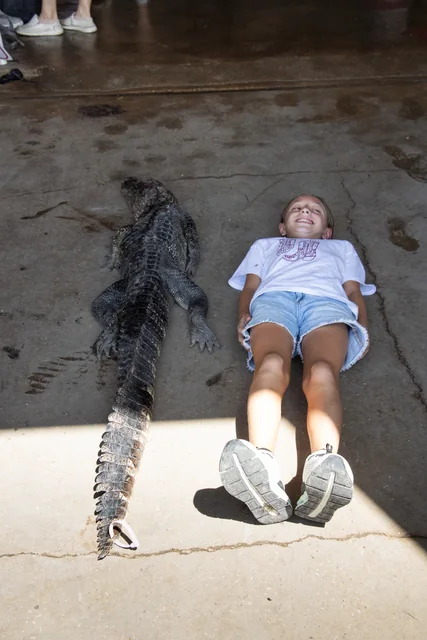Young visitor lying beside an alligator at the shop