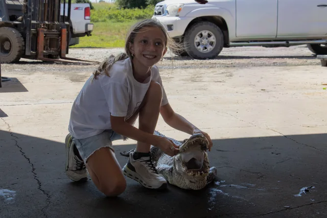 Young visitor kneeling beside an alligator inside the barn