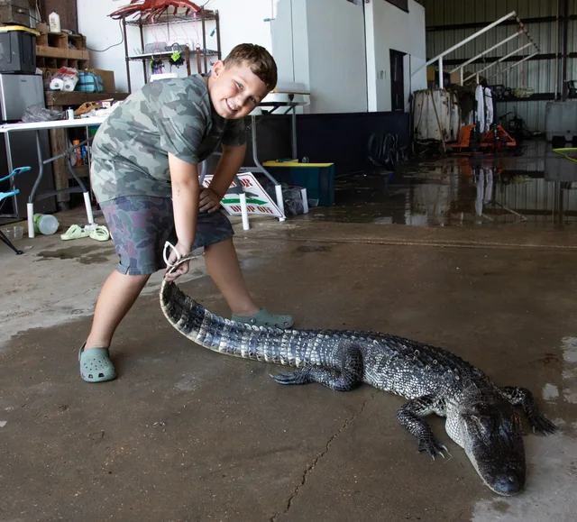 Young visitor holding the tail of an alligator inside the barn