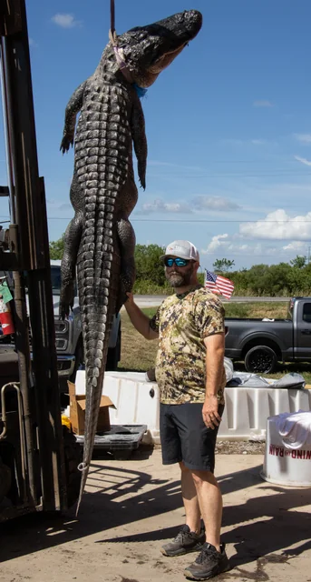 Customer standing beside a large suspended alligator