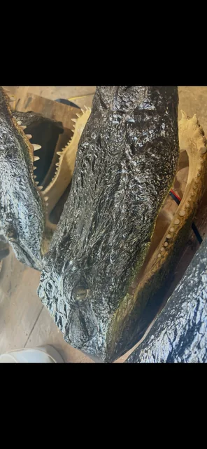 Close-up from above of a finished skin-on alligator head mount showing its textured skin and teeth
