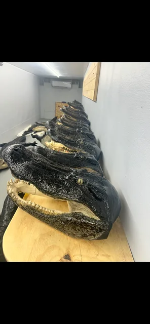A row of finished skin-on alligator head mounts with open jaws displayed on a wooden shelf